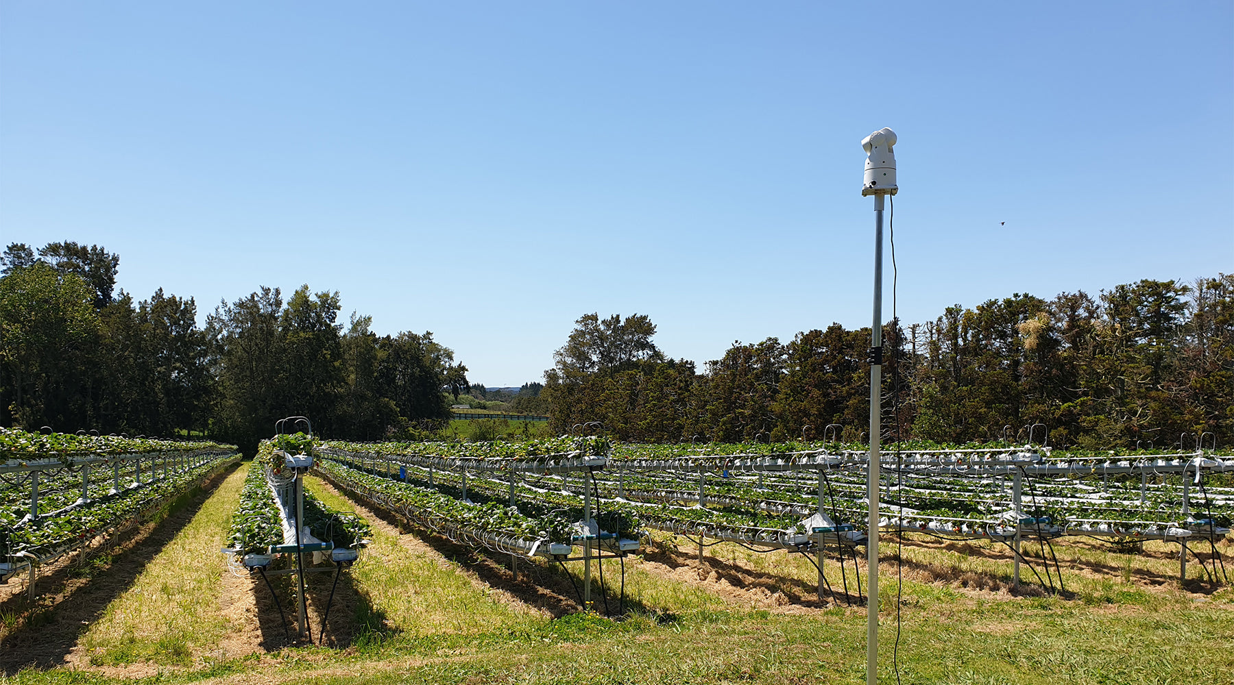Laser bird deterrents for crops and vineyards – it’s now a reality