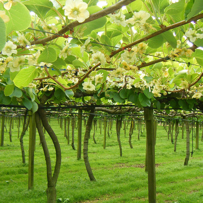 Bird Control Guide for Kiwifruit