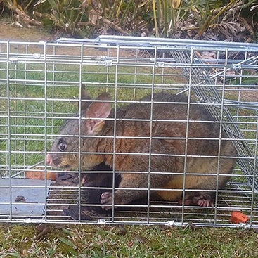 Possum Trapping Tips