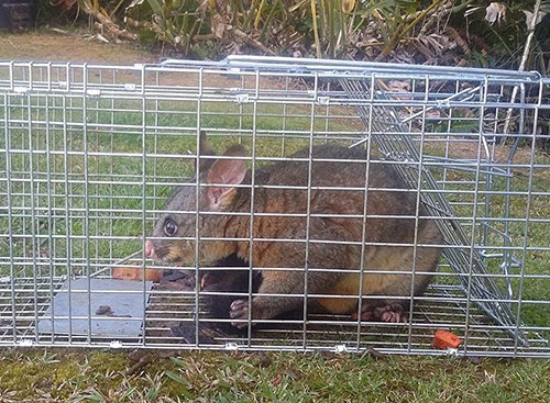 Possum Trapping Tips