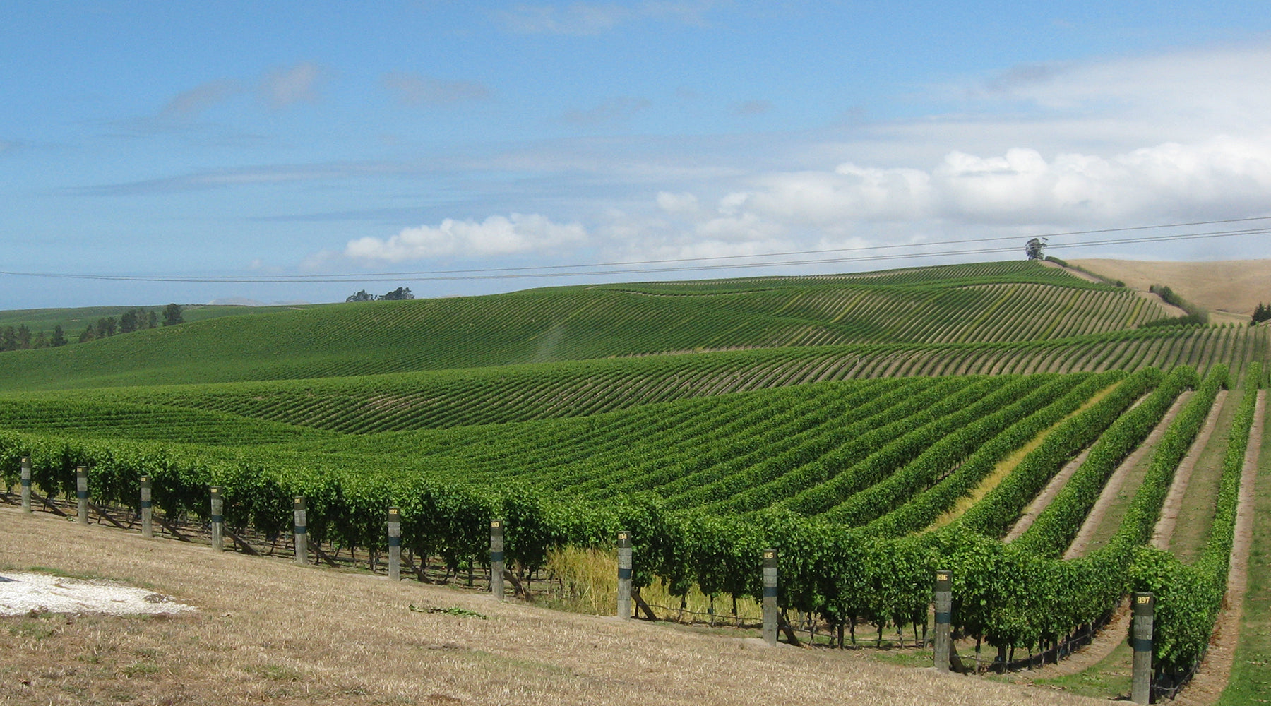 Vineyard bird control without netting - is it possible