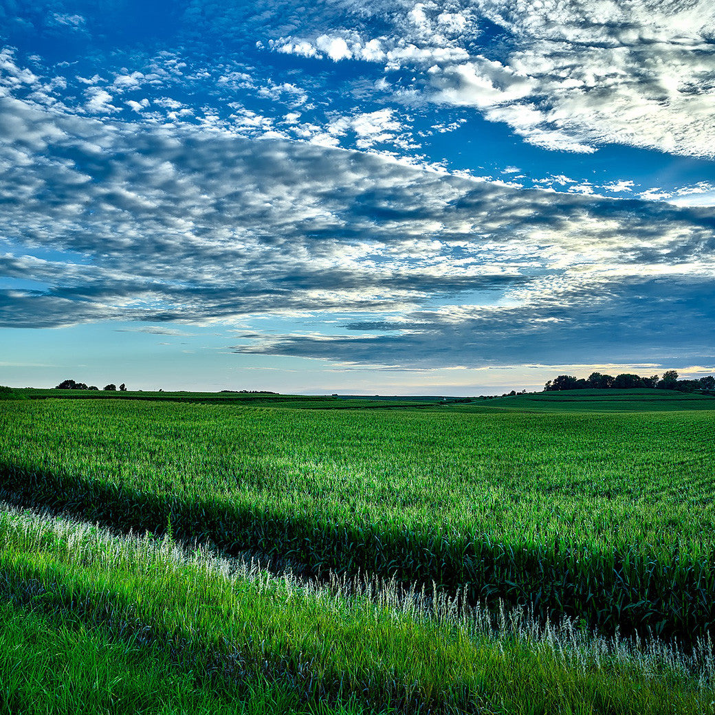 Bird Control in Crops