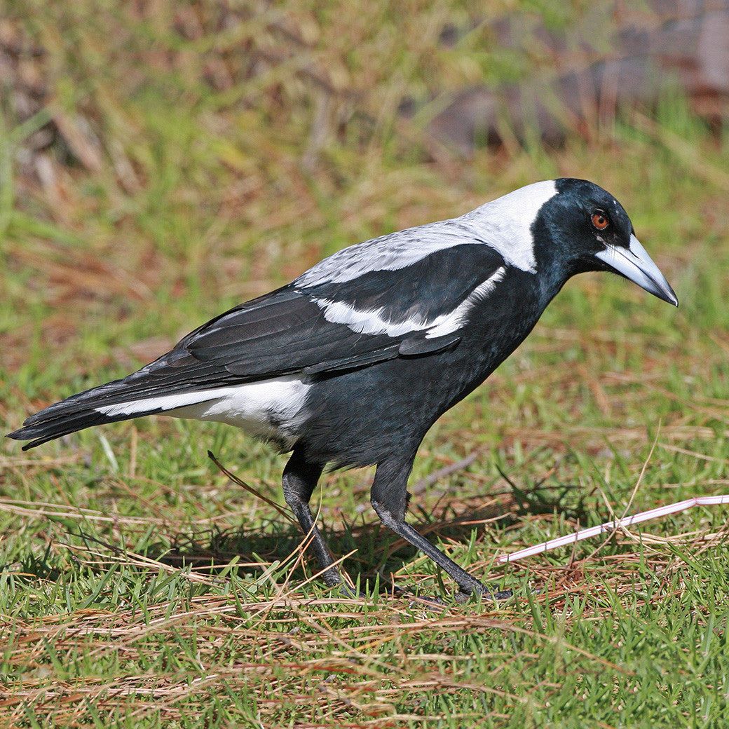 magpies