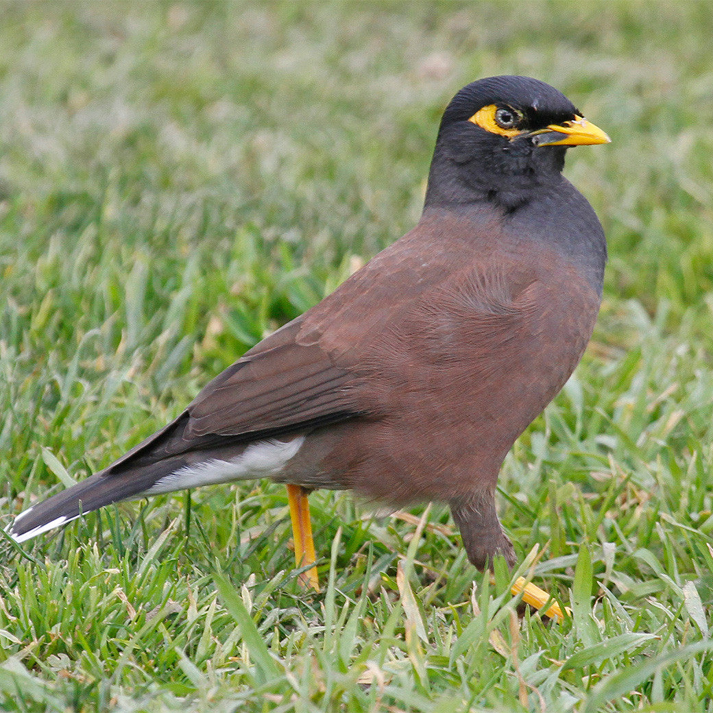 mynas