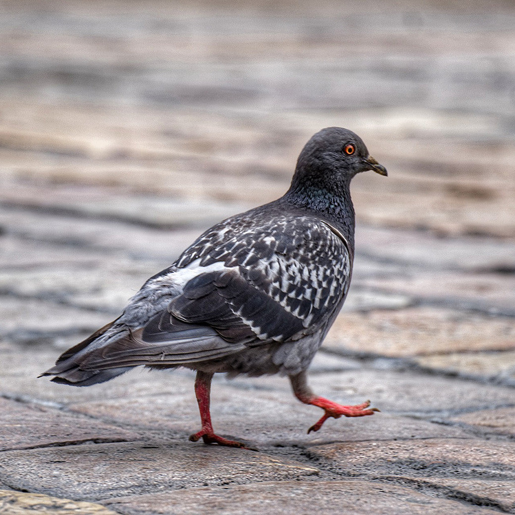 pigeons