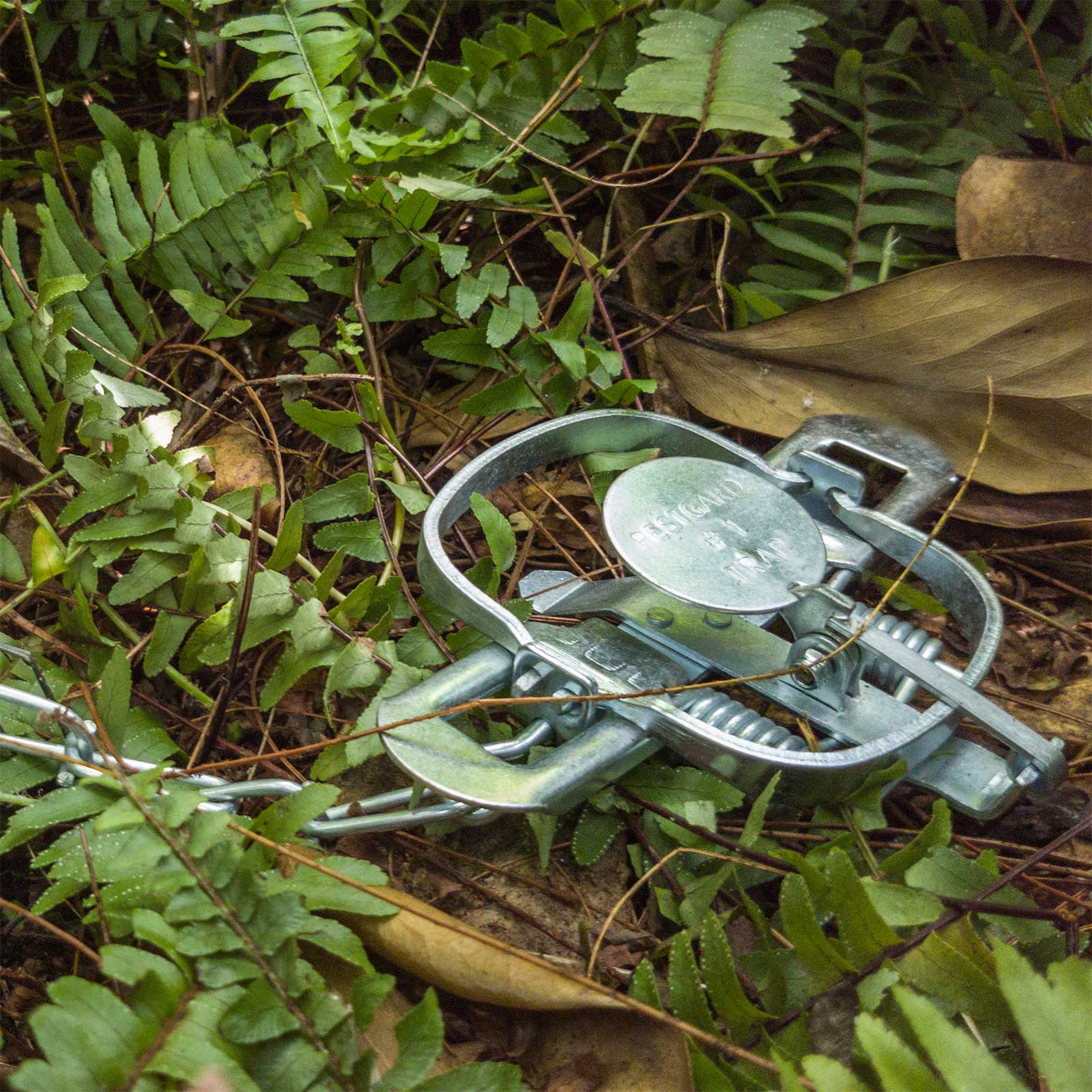 Predator Control