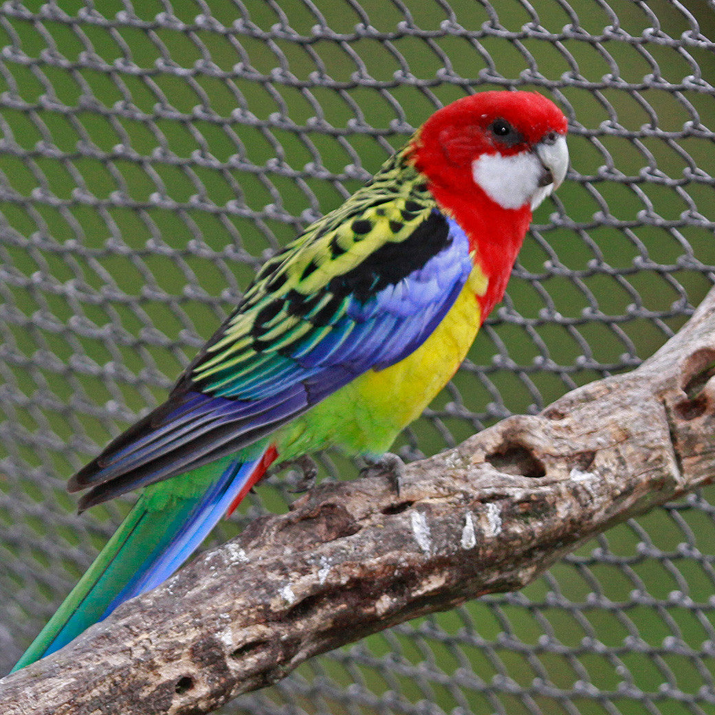 Rosellas
