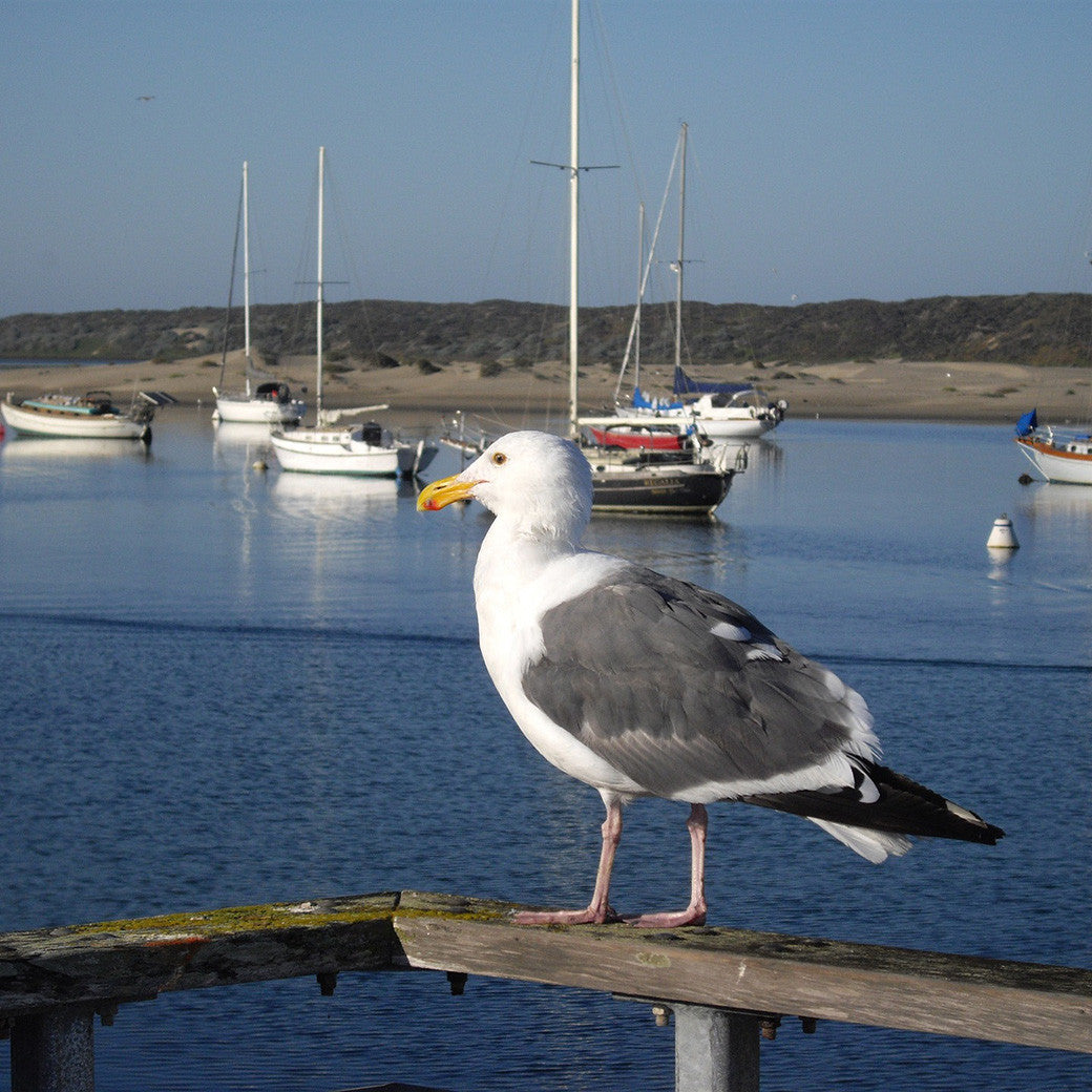 Seagulls