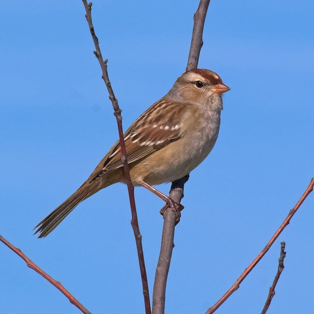 sparrows