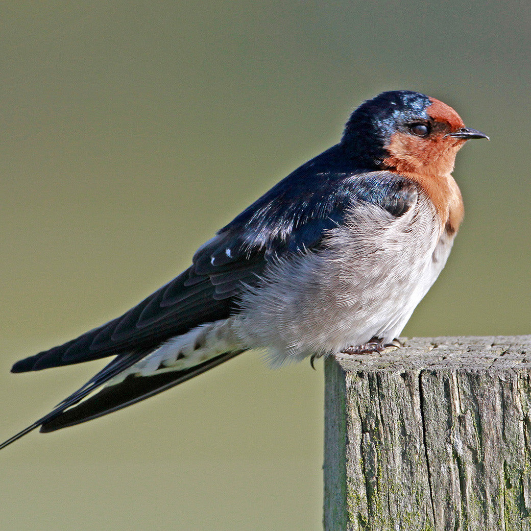 swallows