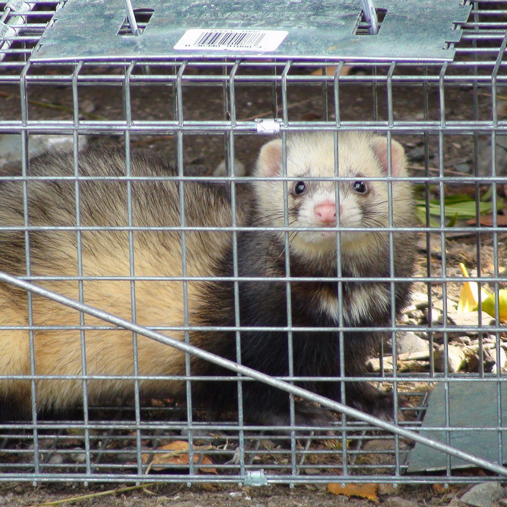 Cat & Possum Cage Trap - NoPests