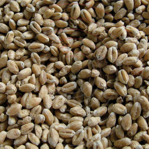 Alphachloralose Wheat