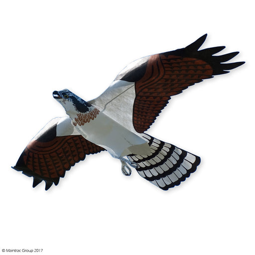 Osprey Hawk