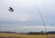 Osprey flying