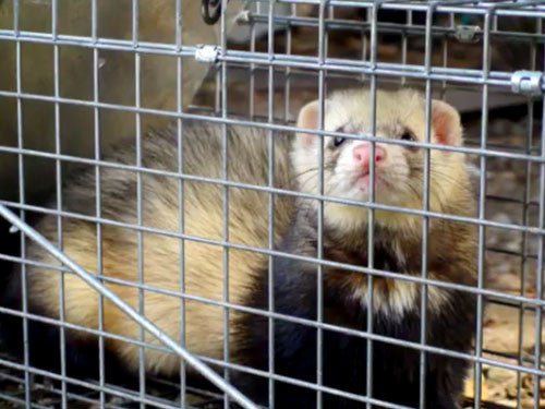 stoat caught in cage trap