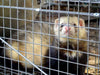 Stoat Caught in Cage Trap