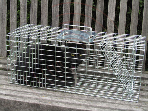 Cat caught in Trap
