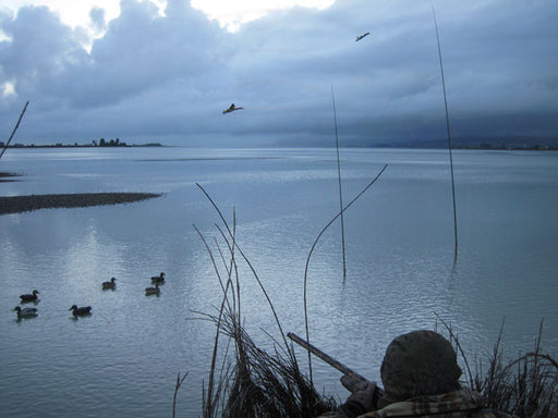 duck decoys in action